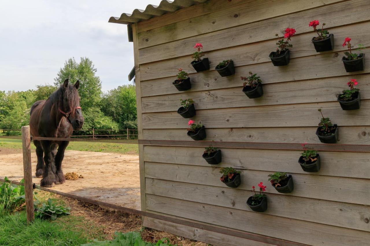 Het Grote Paard Διαμέρισμα Havelte Εξωτερικό φωτογραφία